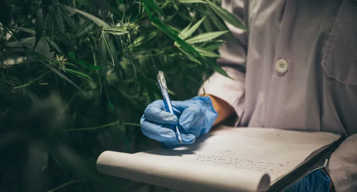 Investigador con guantes tomando notas junto a plantas de cannabis